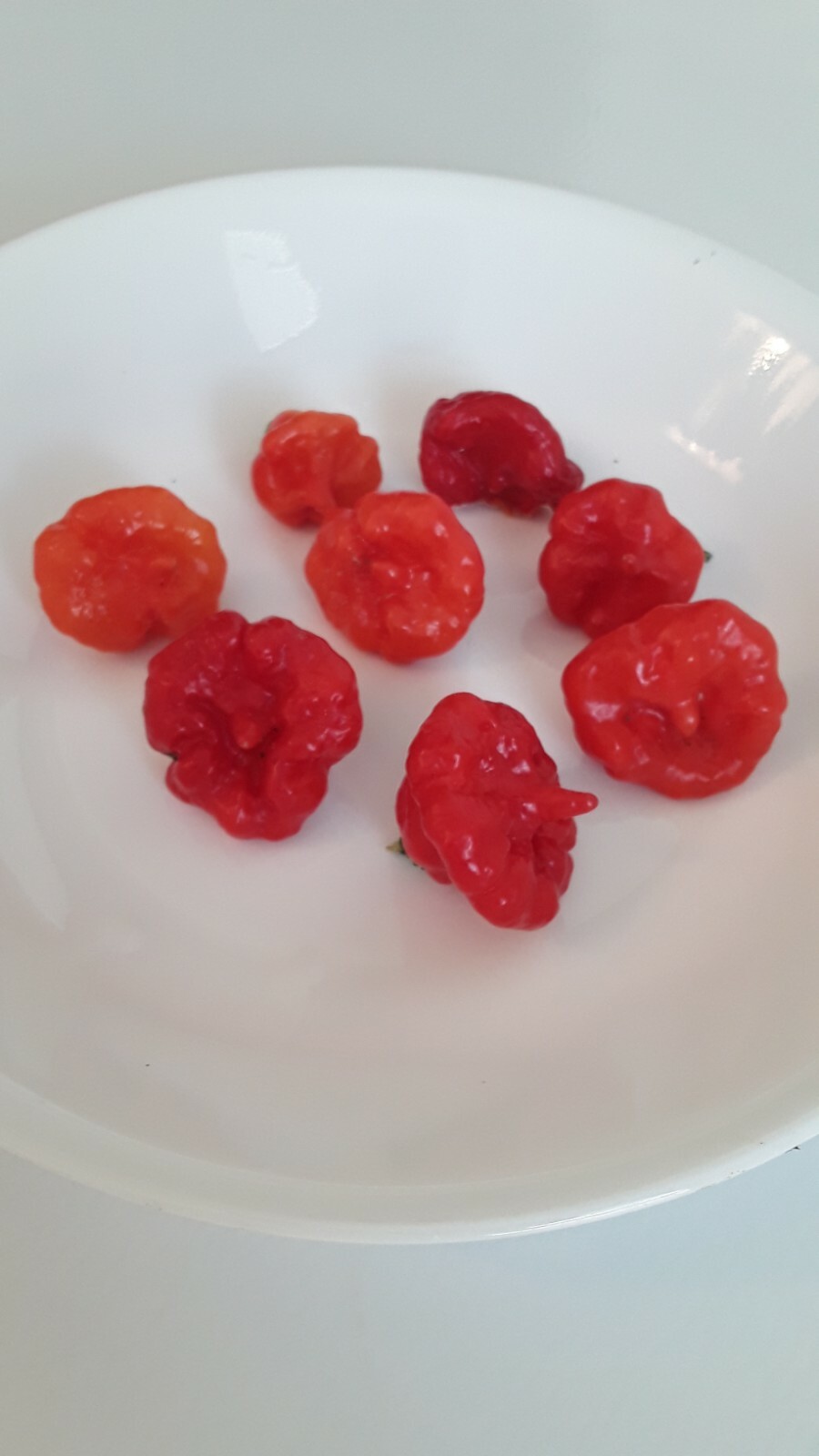 50+ Aji Dulce/Cachucha pepper Seeds. Sweet Open Pollinated. No Pesticides