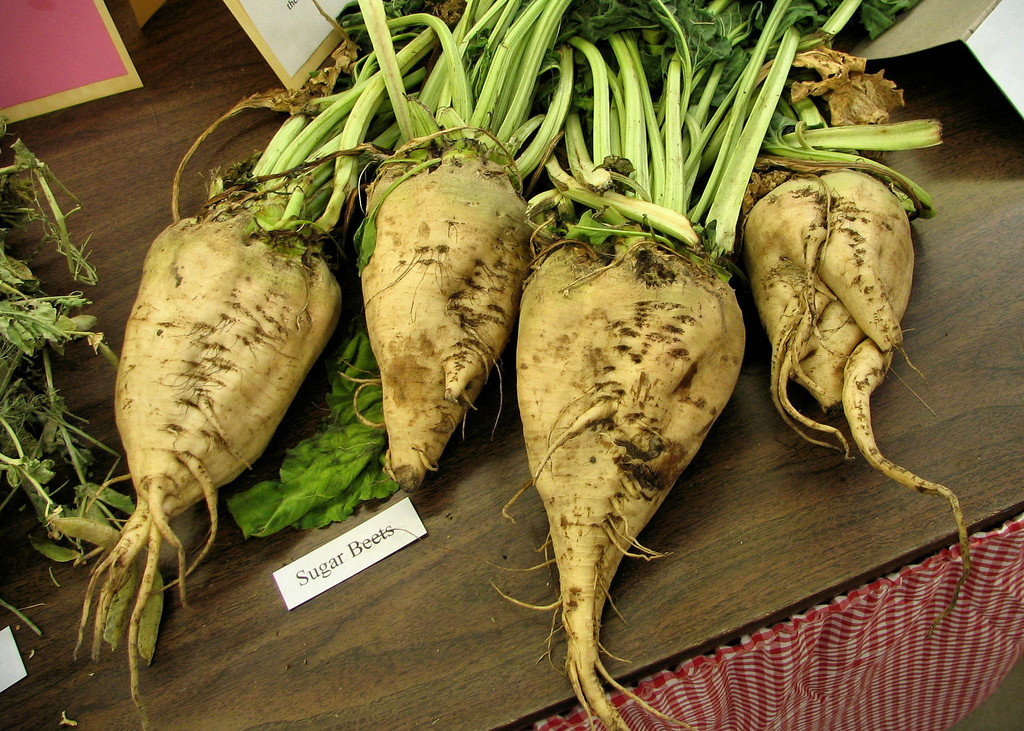 110 SEEDS – beet SUGAR Make your own sugar – GroCo USA – BUY ANY 15-SHIPS FREE!