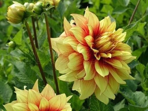 1 “Dazzling Sun” Decorative Dahlia – Top Size Bulb #1 – US Seller