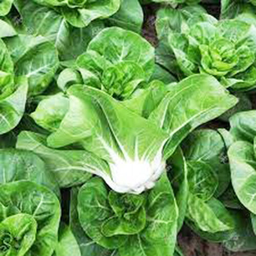 Non-GMO Asian Vegetable Seeds 4 Variety（黑大头，矮脚黄，乌塌菜，早熟5号）Pack #1 3000+seeds