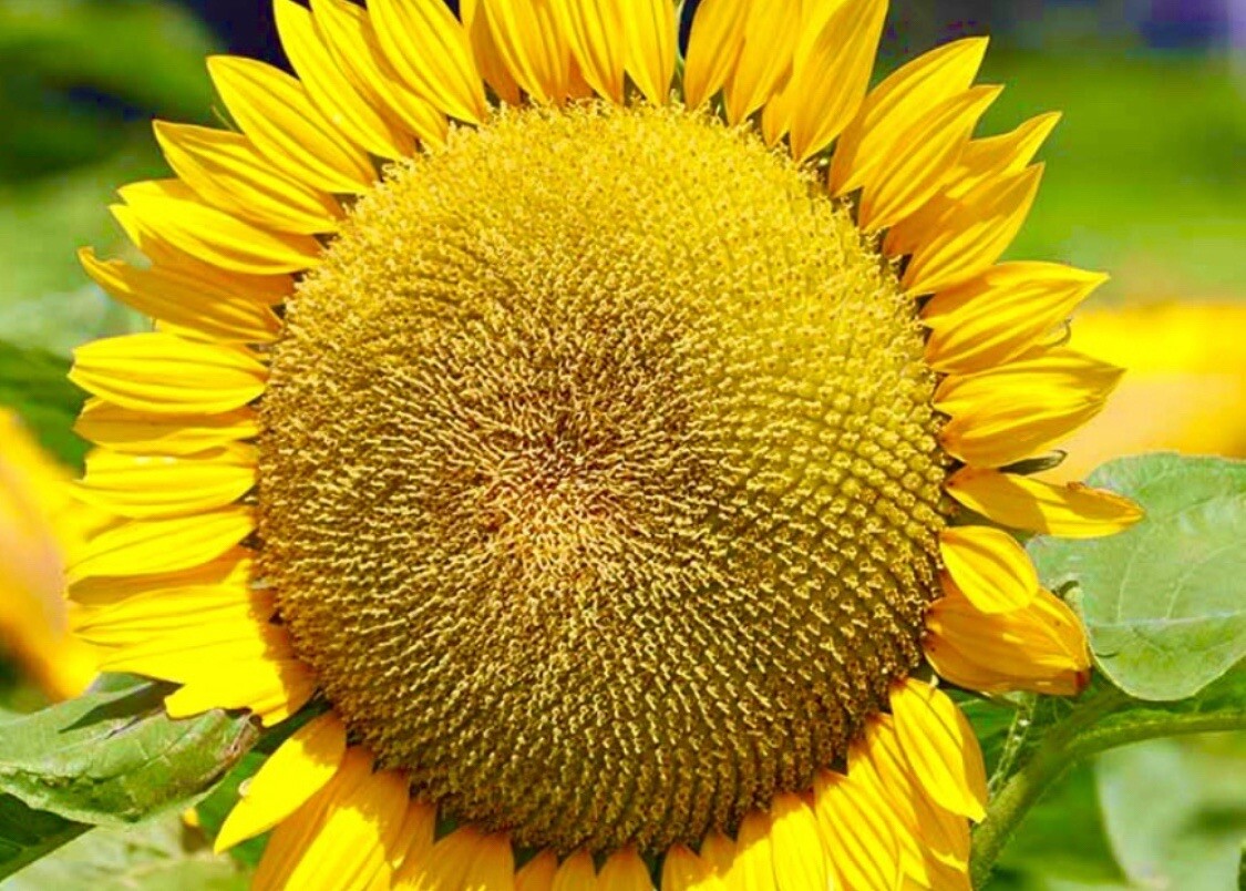 MAMMOTH SUNFLOWER SEEDS BEAUTIFUL NONGMO HEIRLOOM FLOWER SEEDS FRESH HARVEST