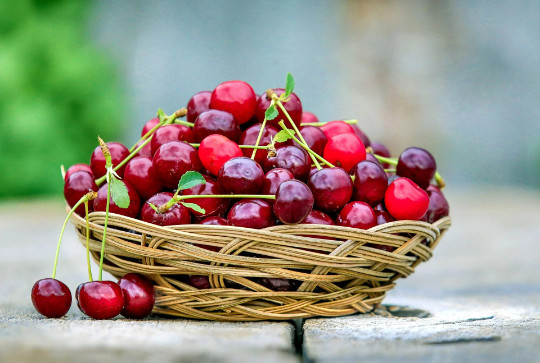 Organic! Sweet Cherry Tree {Prunus avium} 20 seeds Free Shipping! US Seller