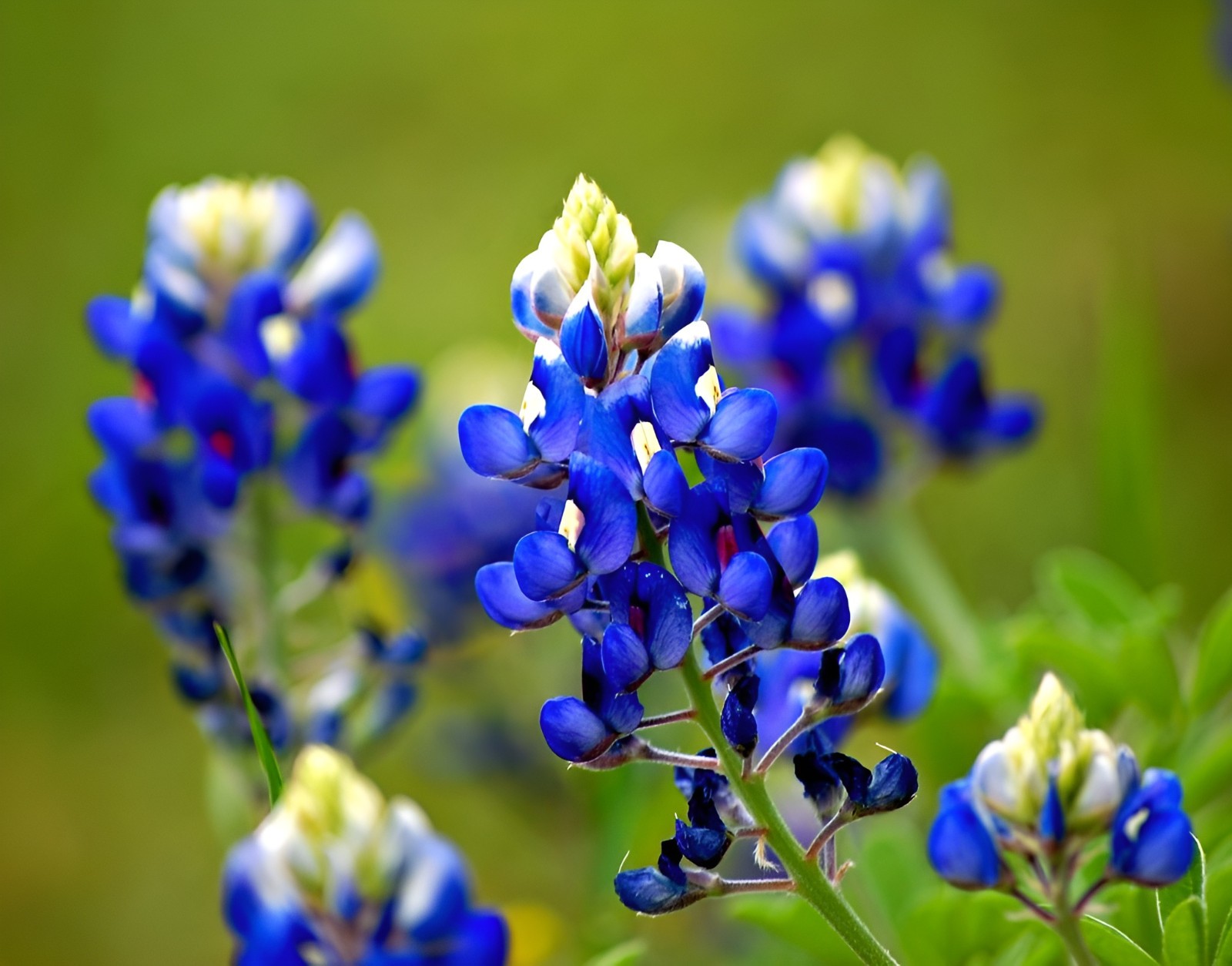 150 Texas Bluebonnet Seeds – Heirloom NonGMO Stunning Blue Texas Wildflower