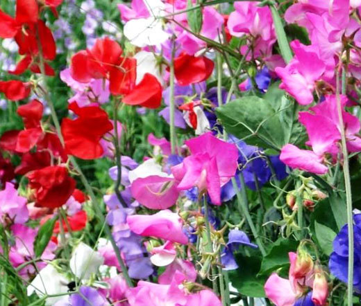 SWEET PEA CUTHBERTSON MIX Lathyrus Odoratus – 100 Bulk Seeds