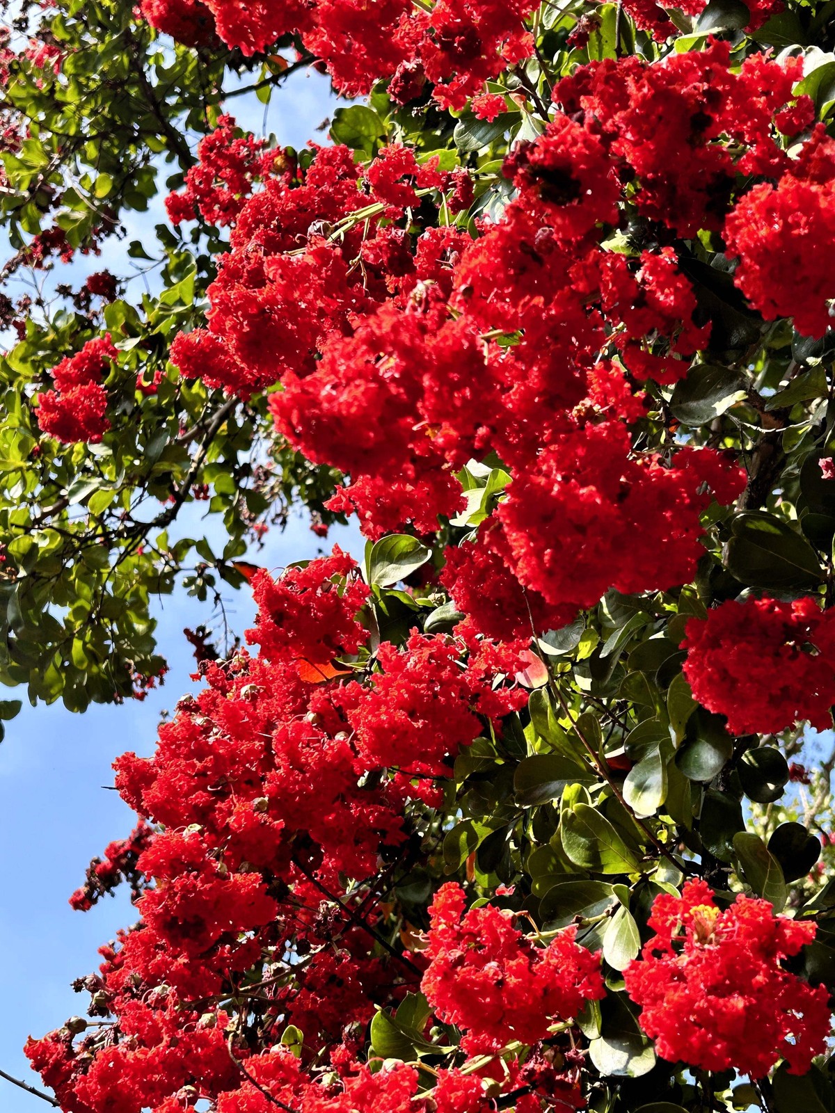 1000 Bulk CREPE MYRTLE Mixed Colors Lagerstroemia Indica Tree Shrub Flower Seeds