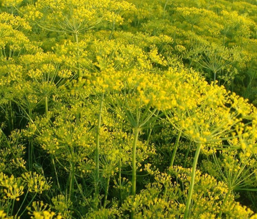 Dill Dukat Seeds 500+ Anethum Graveolens Herb Spice Culinary NON-GMO FREE S&H