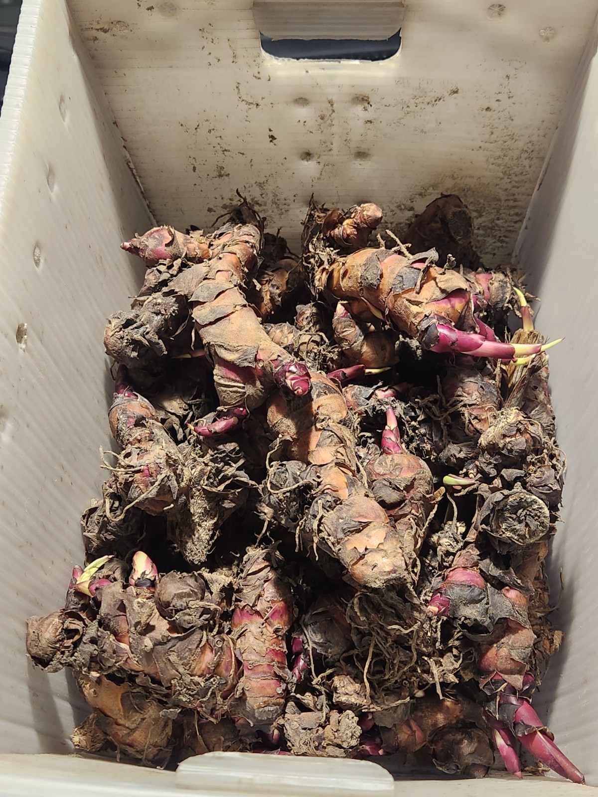 10 For $10 canna lily bulbs dark Red lot of 10 Grows 8-10 Ft. Easy And Fun.