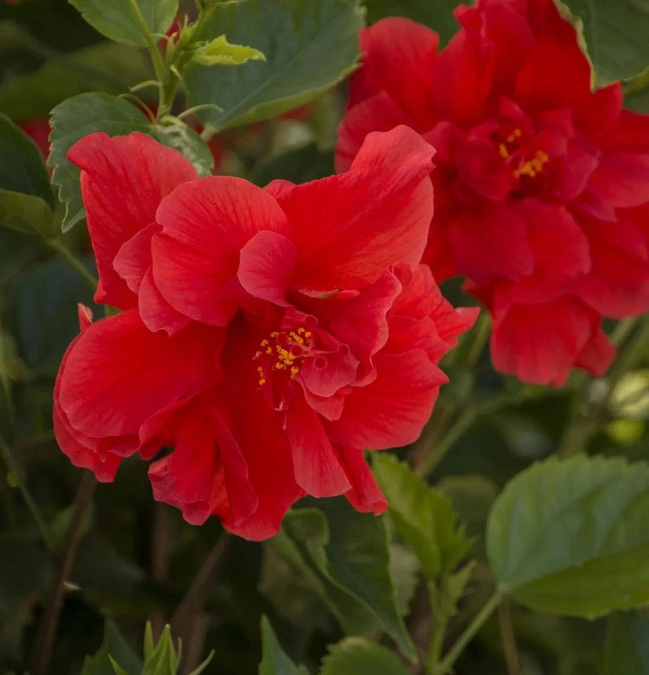 Red Dragon Hibiscus-SMALL ROOTED STARTER Plant-Hibiscus Rosa-sinensis