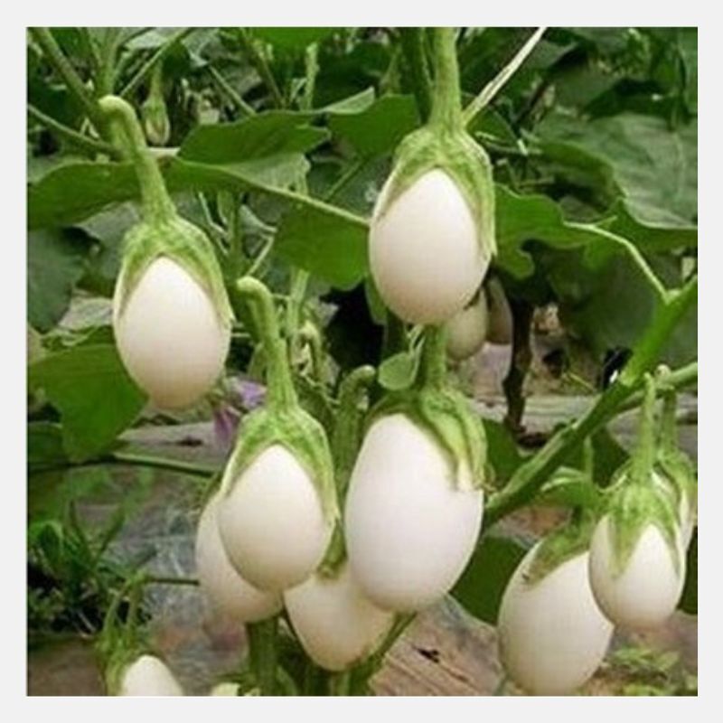 White Egg Eggplant Seeds 50+ Vegetable Solanum Melongena NON-GMO USA FREE S&H