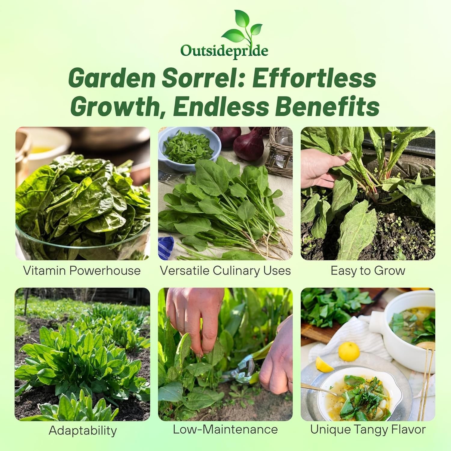 5000 Seeds Sorrel Seed For Planting – Garden Sorrel Herb Seeds