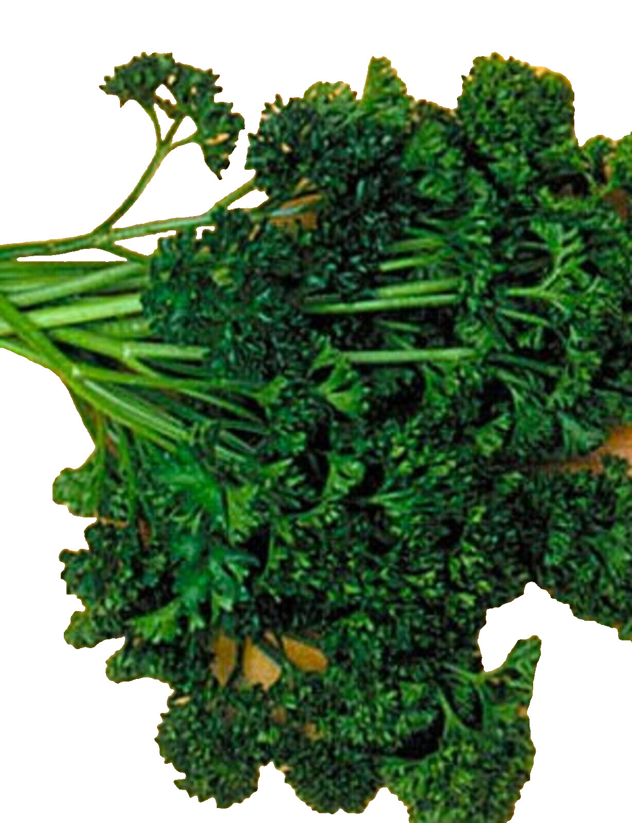 Forest Green Parsley Seeds 300+ SEEDS NON-GMO BUY 4 ITEMS FREE SHIPPING!!!!!