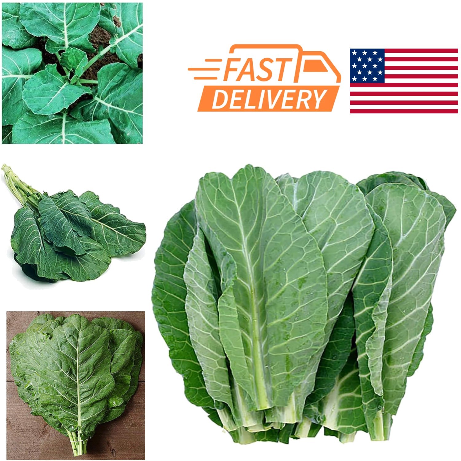 Heirloom Vegetable Seeds Dark Blue Green Collards for Spring and Summer Planting