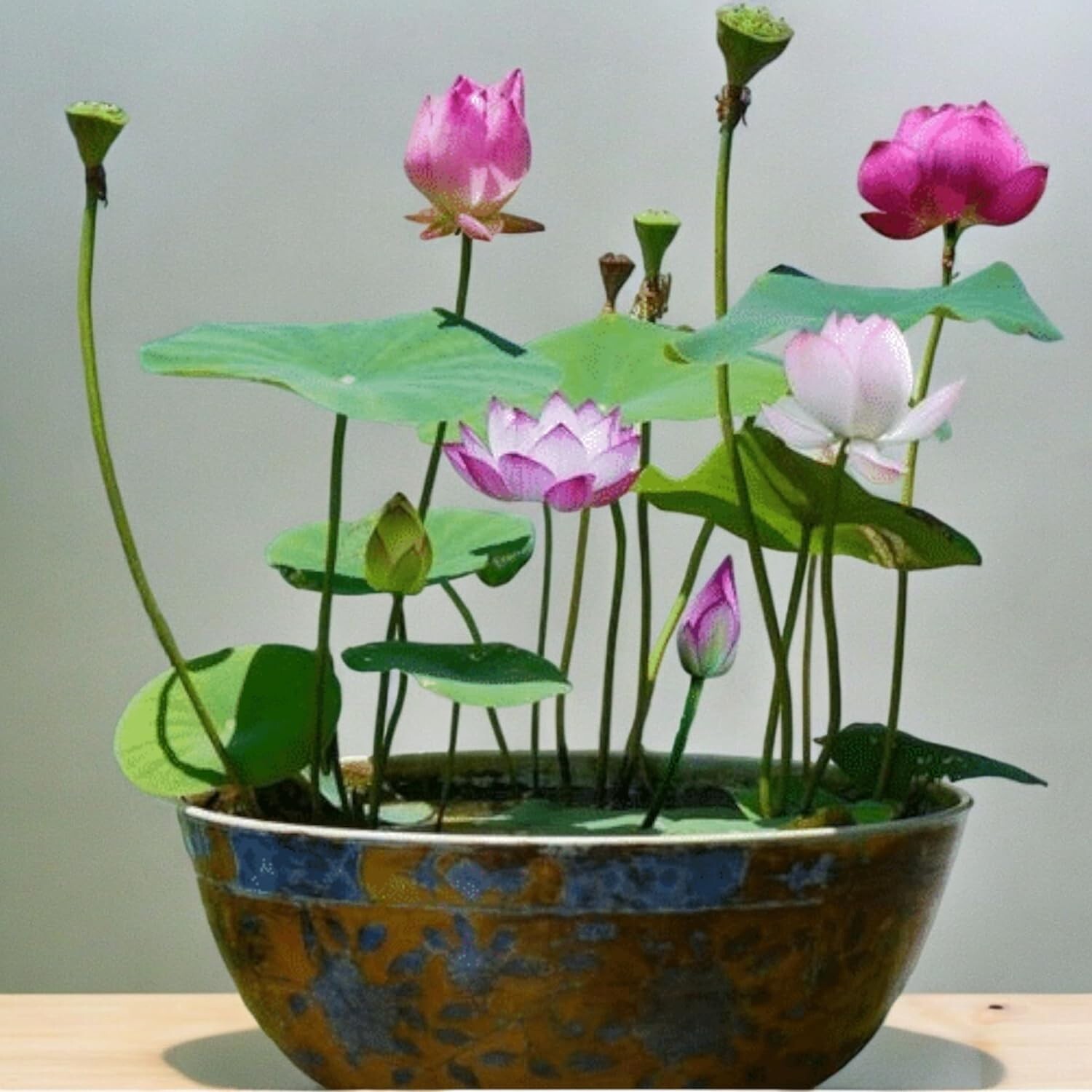 12pcs Mixed Pink, Red & Green Color Bowl Lotus Seeds for Planting Beautiful W…