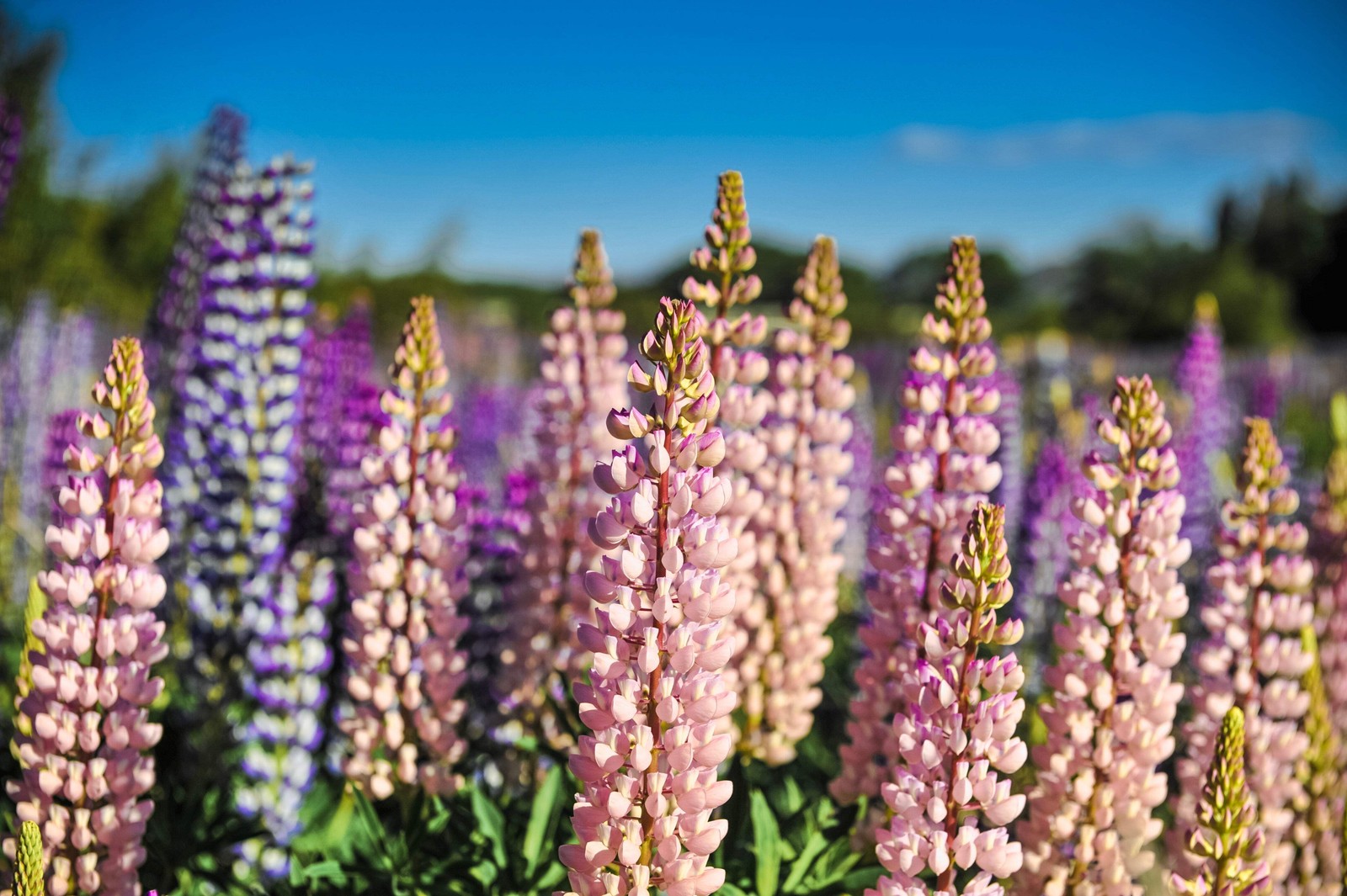 75 Mixed Colors RUSSELL LUPINE Bigleaf Lupinus Polyphyllus Flower Seeds