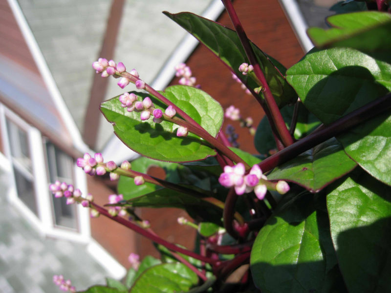 50 Seeds Red Malabar Spinach, Heirloom – EDIBLE ORNAMENTAL WITH AWESOME COLORS