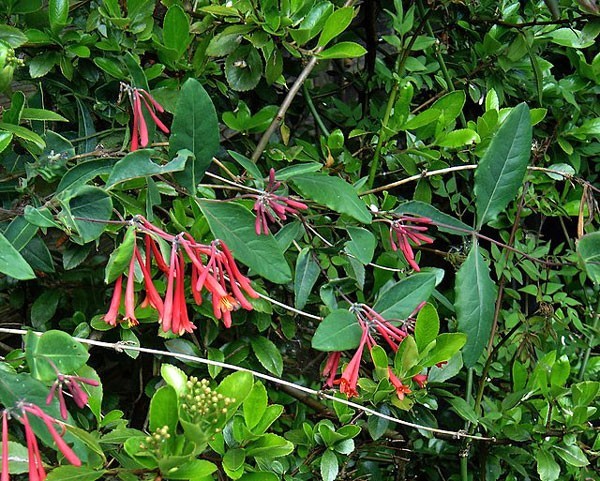 Lonicera sempervirens | Trumpet Honeysuckle ‘Major Wheeler’ | 5 Seeds