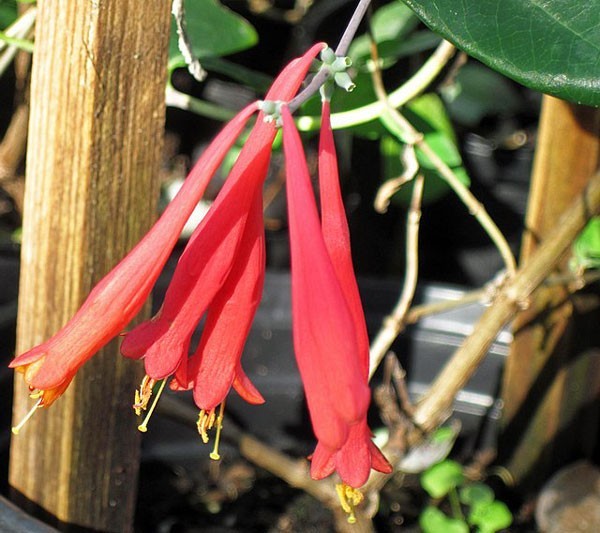 Lonicera sempervirens | Trumpet Honeysuckle ‘Major Wheeler’ | 5 Seeds