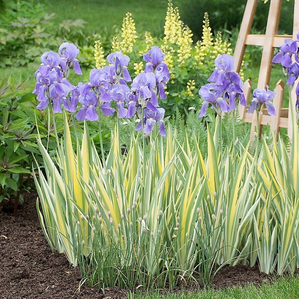 Lot of 3 Rhizomes/Bulbs~iris pallida variegata aurea~Variegated, Sweet~FRAGRANT