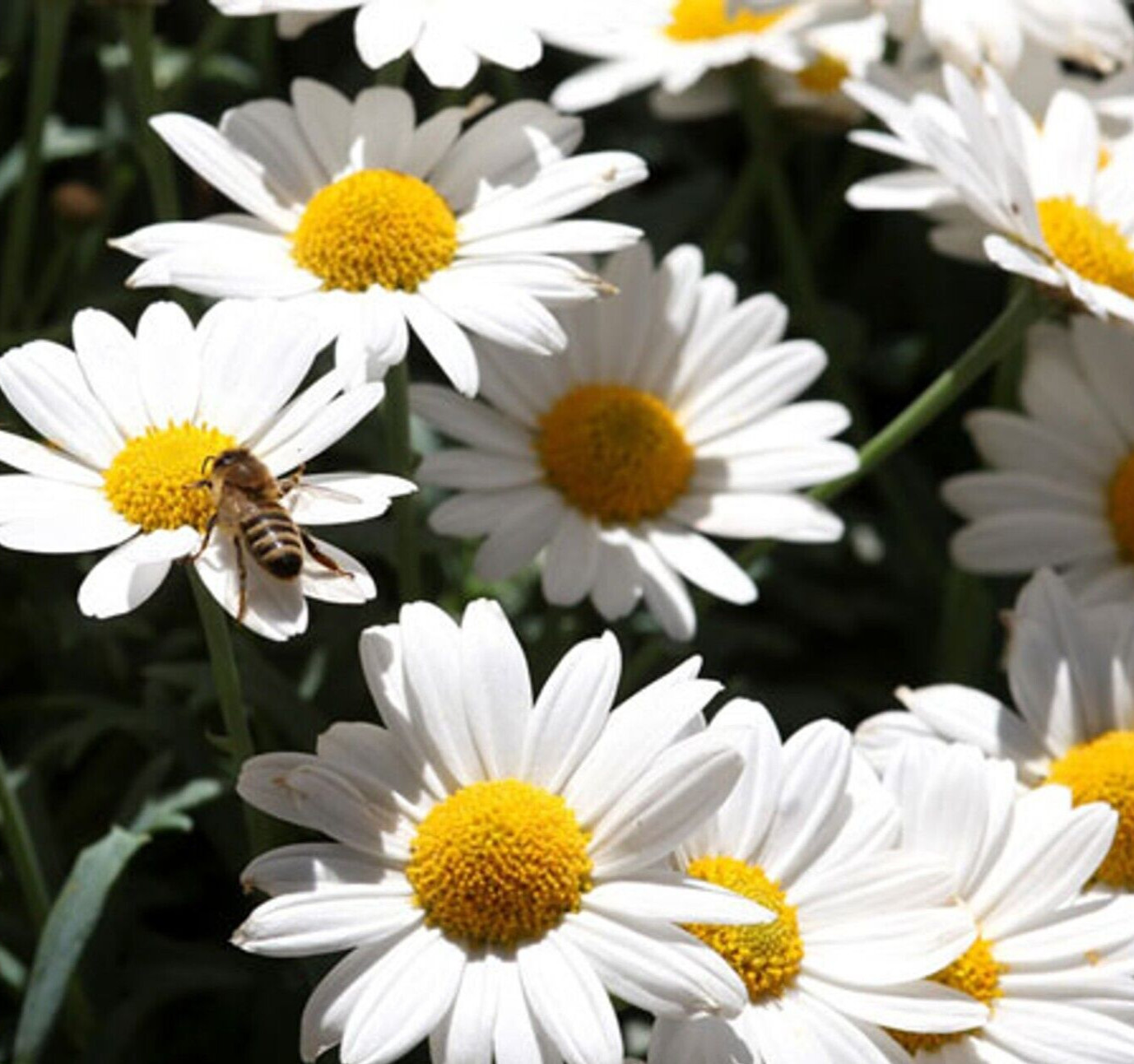 OX EYE DAISY FLOWER SEEDS 500+ PERENNIAL bees BUTTERFLY garden FREE SHIPPING