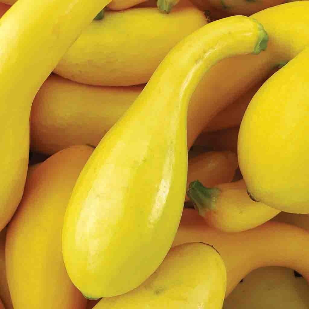 20 Quality Fresh Early Summer Crookneck Summer Premium Squash Seeds-A 25