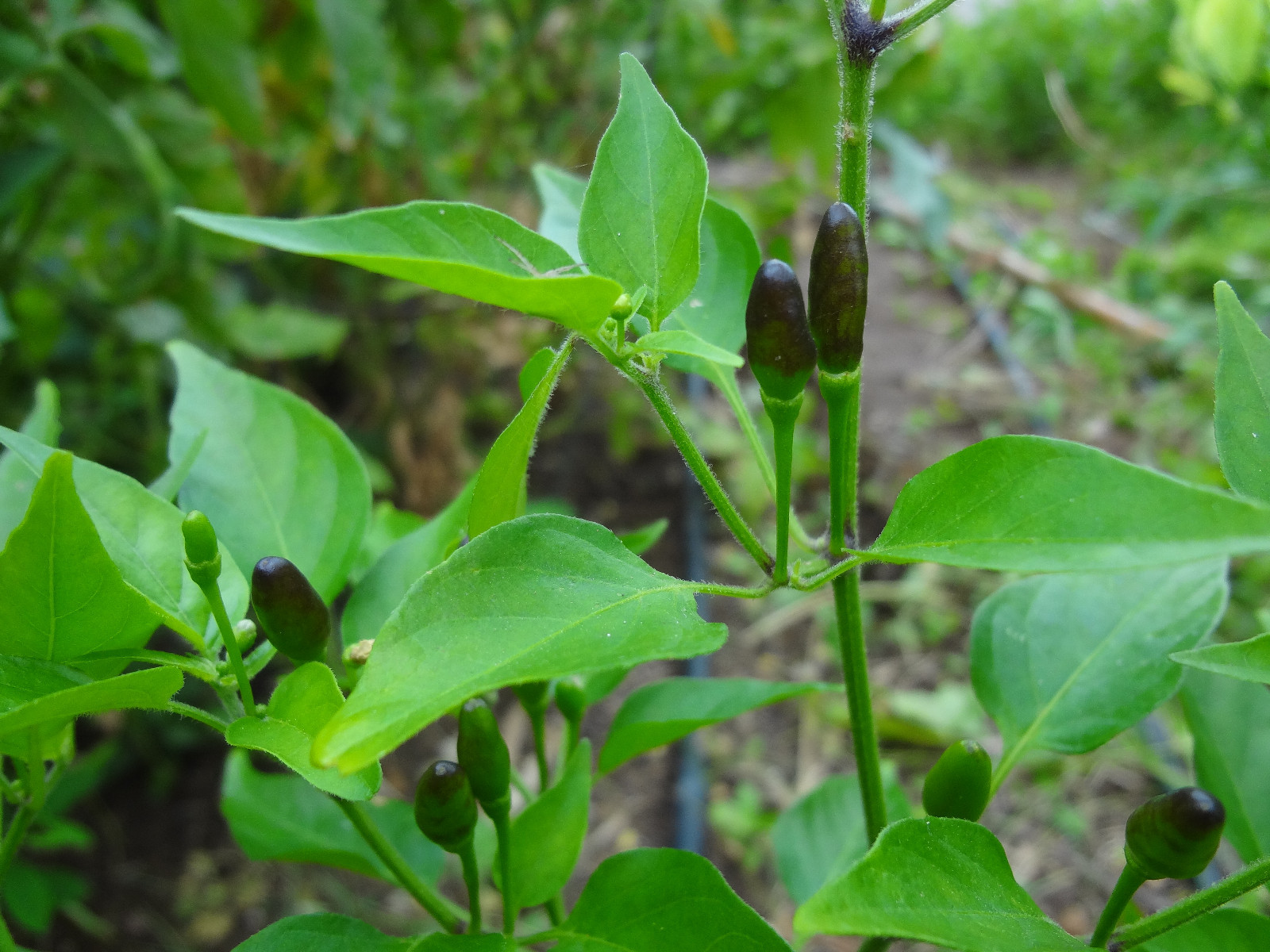 Chile Culebra del Monte, Black Piquin/Chiltepin, Extremely Hot, Rare, 12 SEEDS