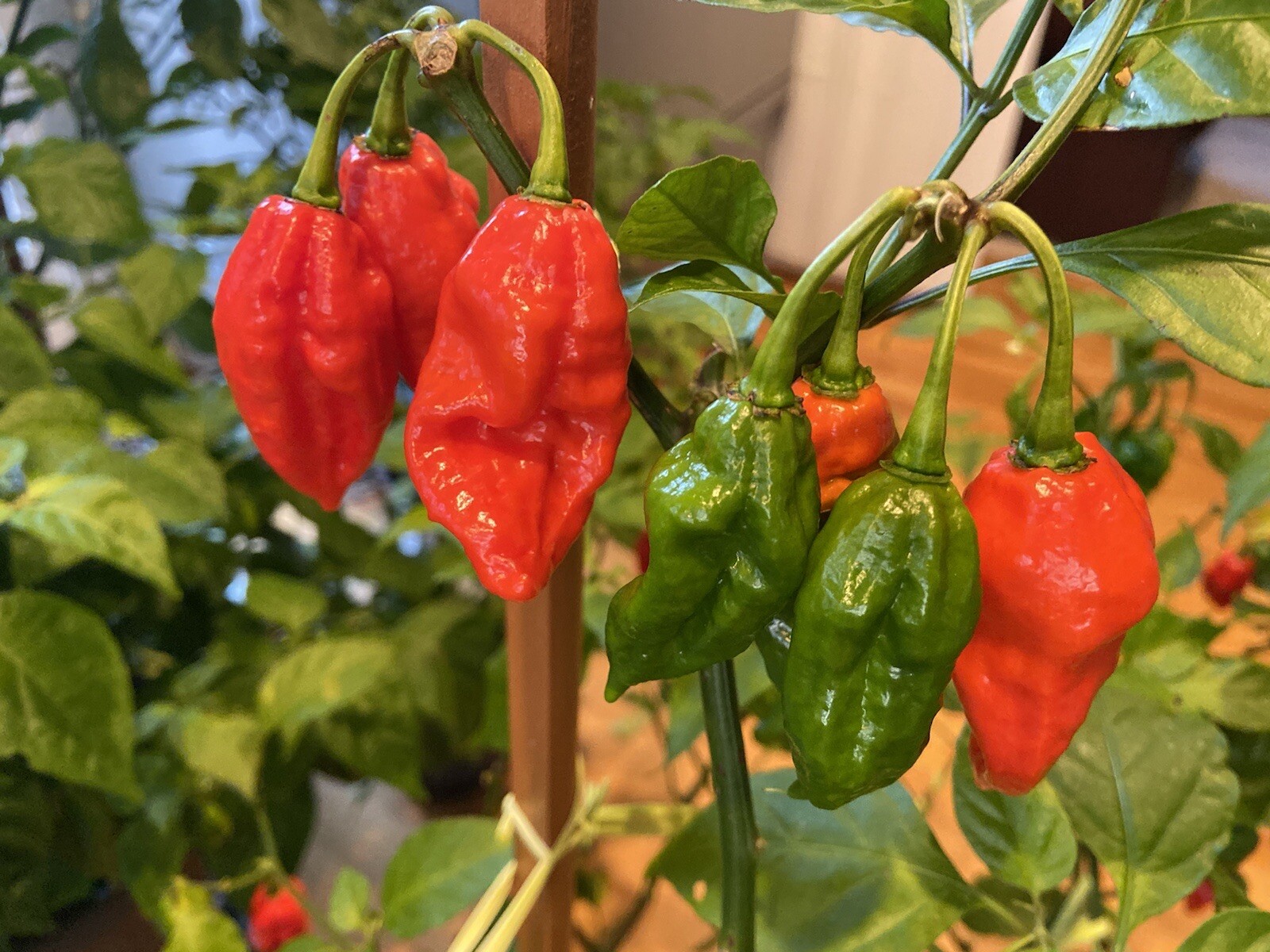 20 Hot Mix Pepper Carolina Reaper Ghost Gochu 7 Pot Scotch Bonnet +More Seeds