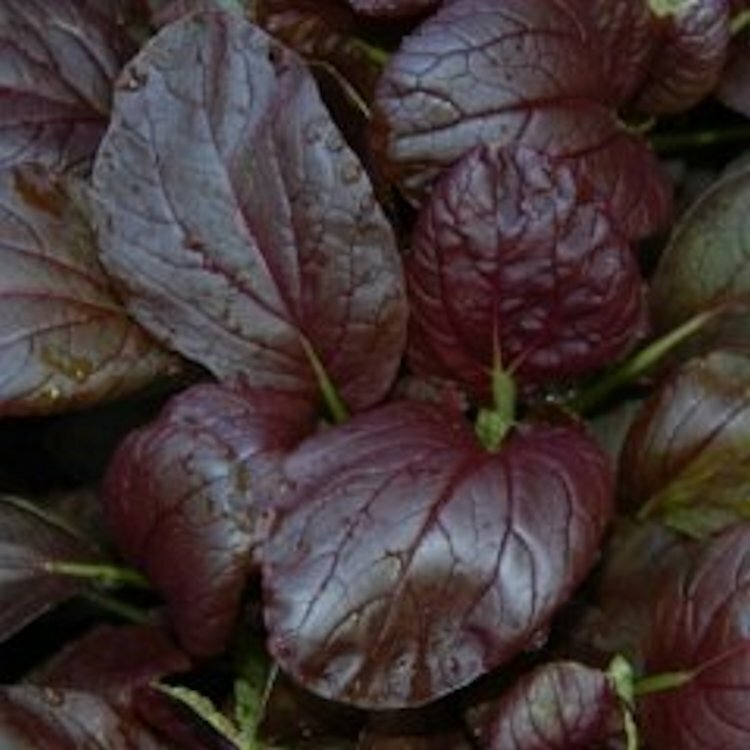 300 Gourmet Purple Hybrid Pak Choi Seeds – Bok Choi Brassica rapa Chinensis