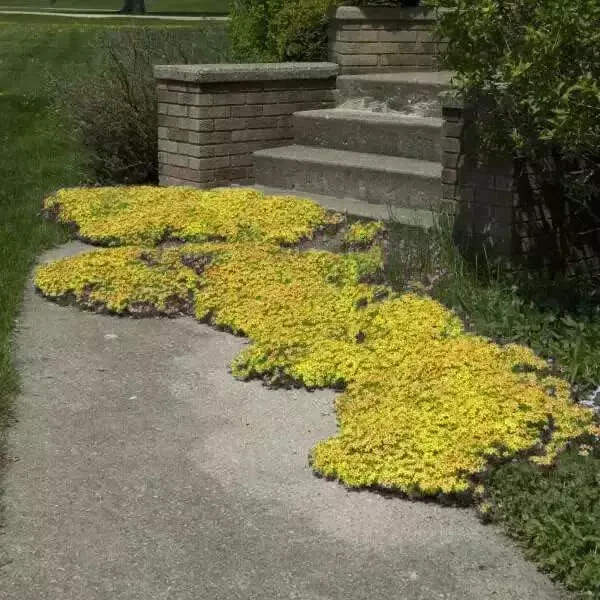 2000+ Yellow Creeping Thyme Seeds For Planting Thymus Serpyllum – Heirloom Cover