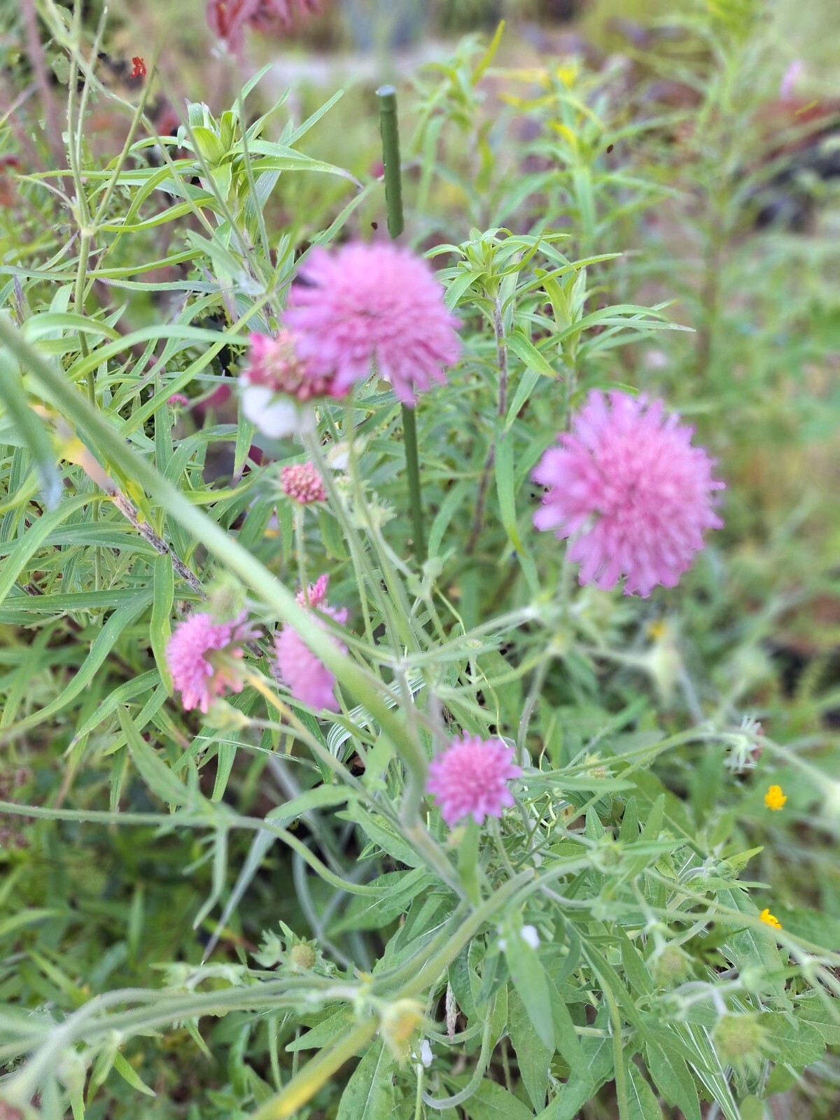 KNAUTIA, MIXED COLORS 100 SEEDS, RED, PINK, LAVENDER, PERENNIAL *EZ TO GROW*