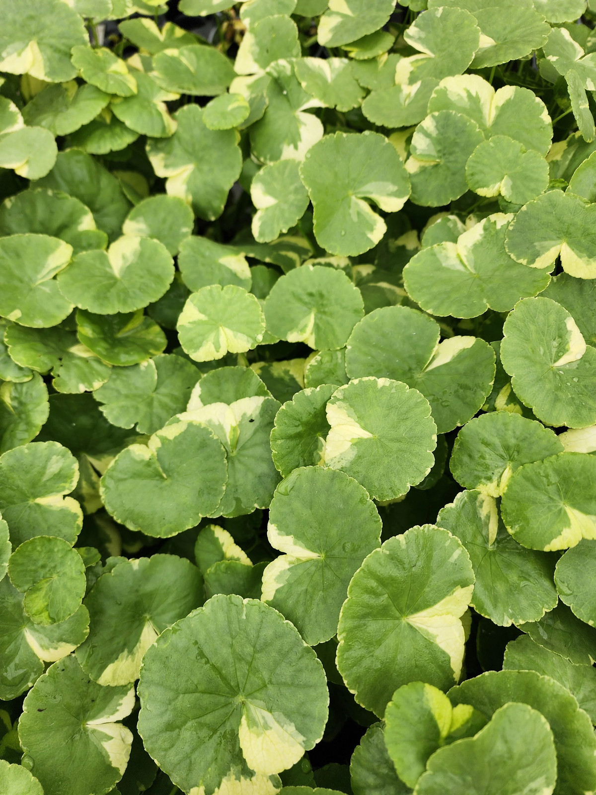 Variegated Pennywort | Hydrocotyle leucocephala ‘Variegated’