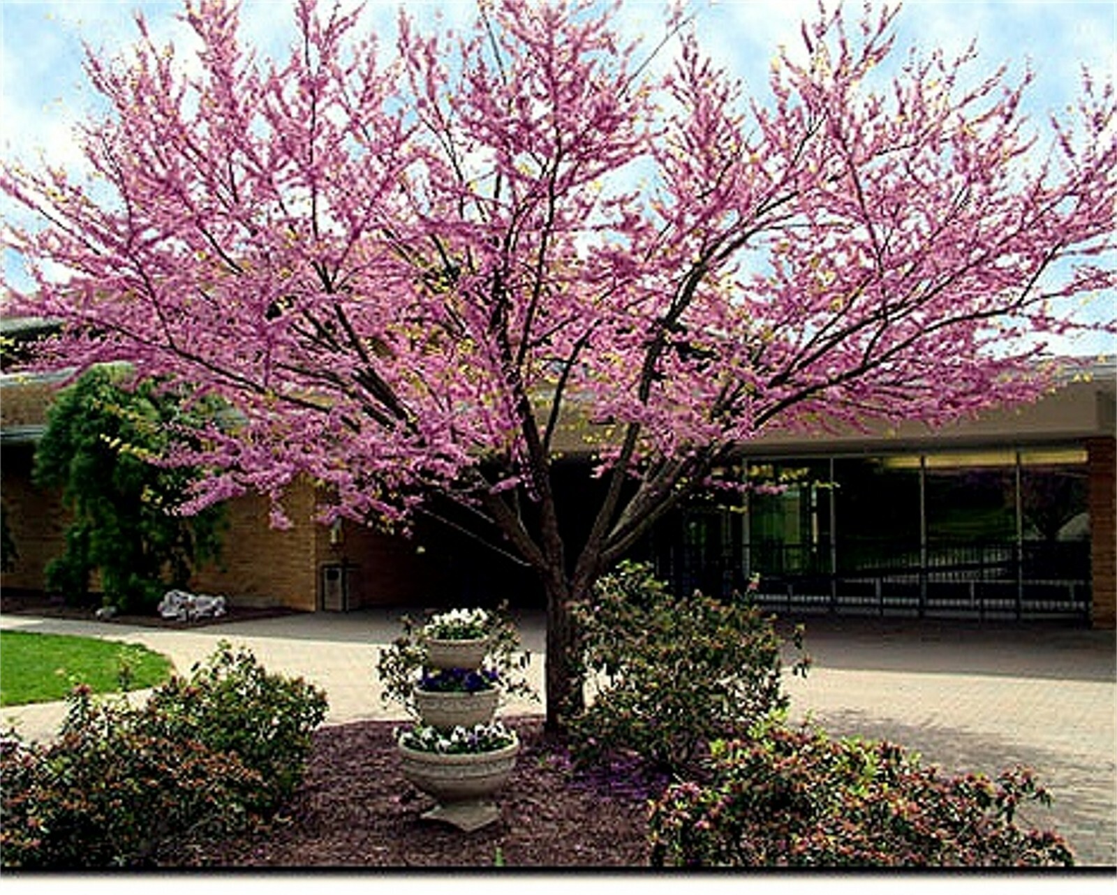 Cercis Occidentalis 25 Seeds, Western Redbud Cold Hardy Flowering Shrub Or Tree
