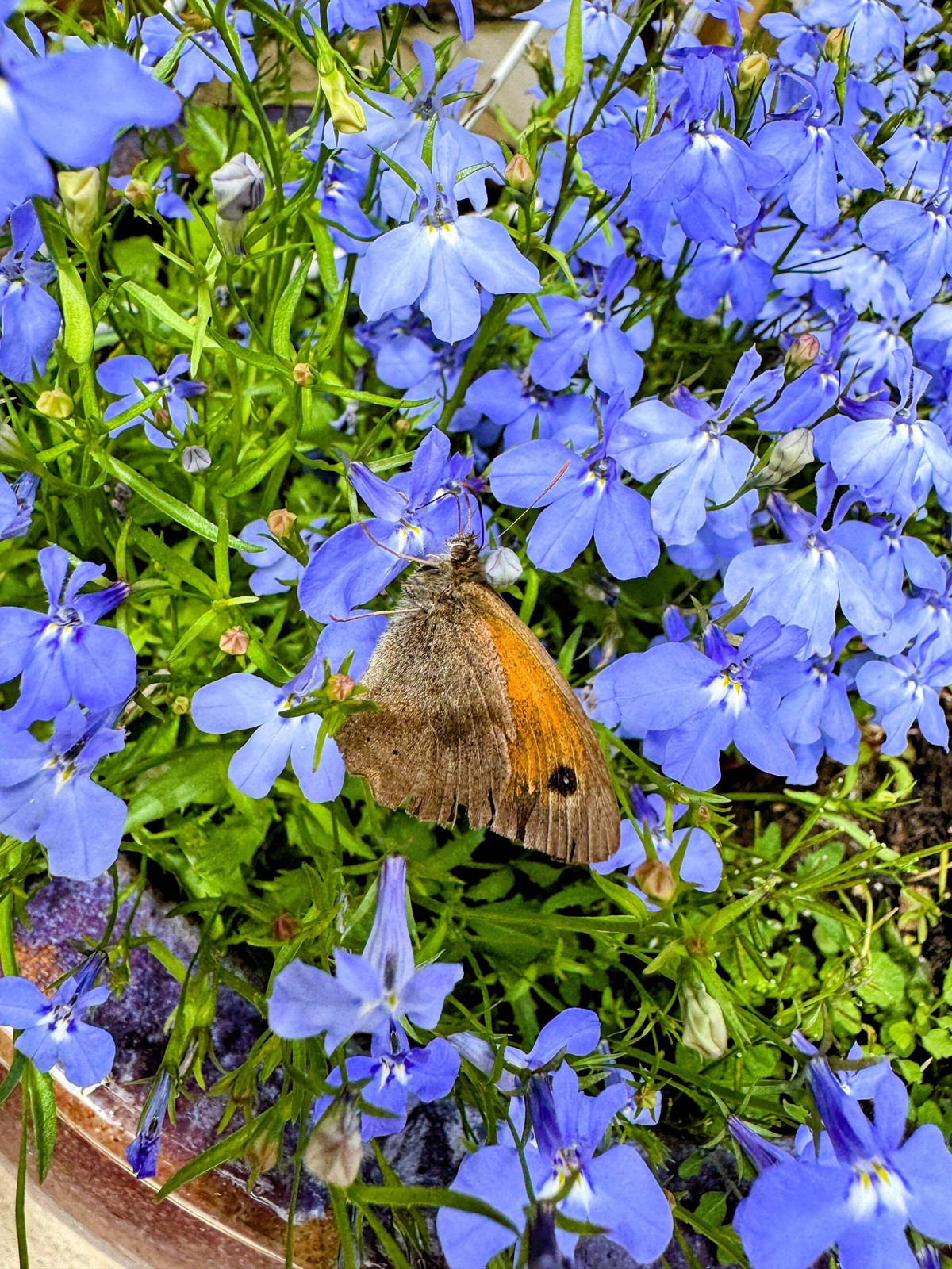 200 CAMBRIDGE BLUE LOBELIA REGATTA Erinus Flower Seeds *Comb S/H