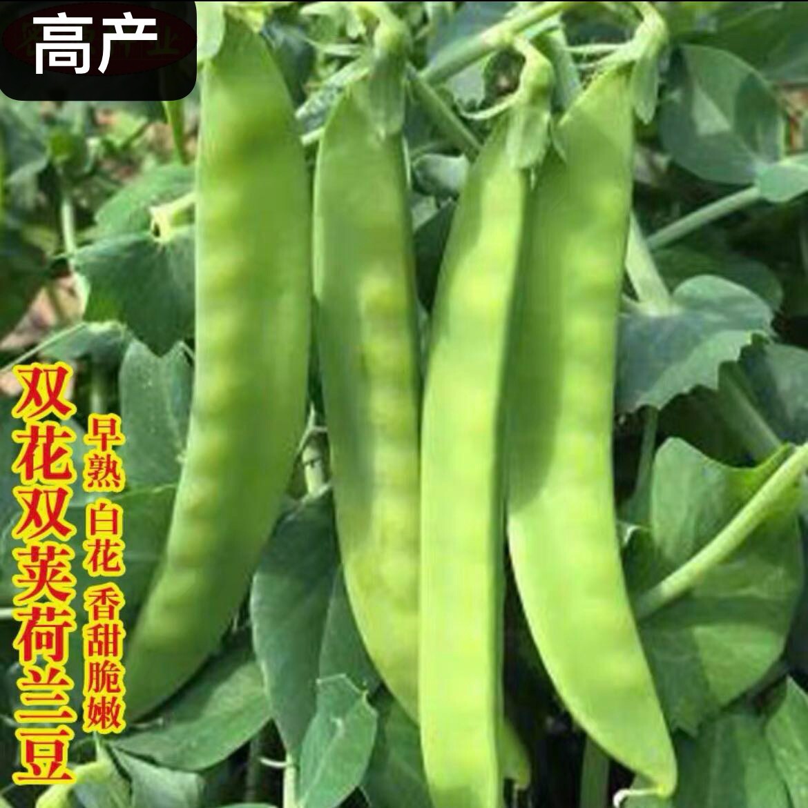 Pea seed set:snow pea,sugar snap pod pea,super pea shoots每种25粒甜豆种籽：荷兰豆豌豆豌豆苗2023年