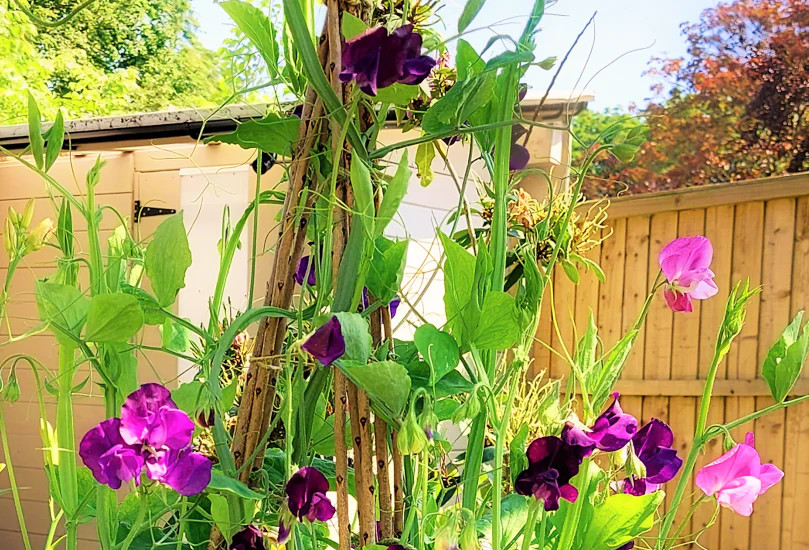 Dwarf Grey Sugar Pod Snow Pea Seeds | Asian Chinese Snap Peas Fresh Seed 2024