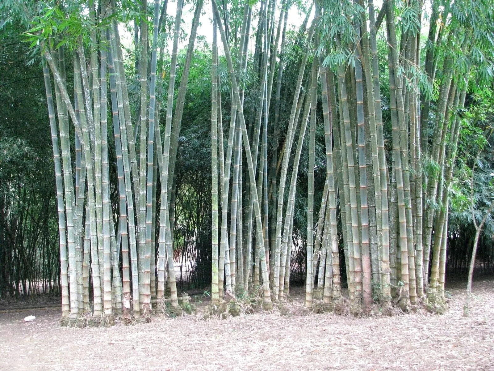 100 Rough Bamboo Seeds Perennial Seed Ornamental Privacy US SELLER