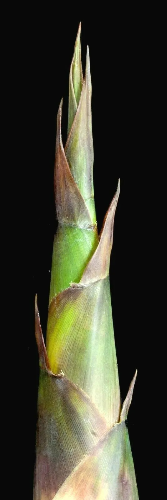 10 GIANT TIMBER BAMBOO SEEDS – Bambusa Oldamii