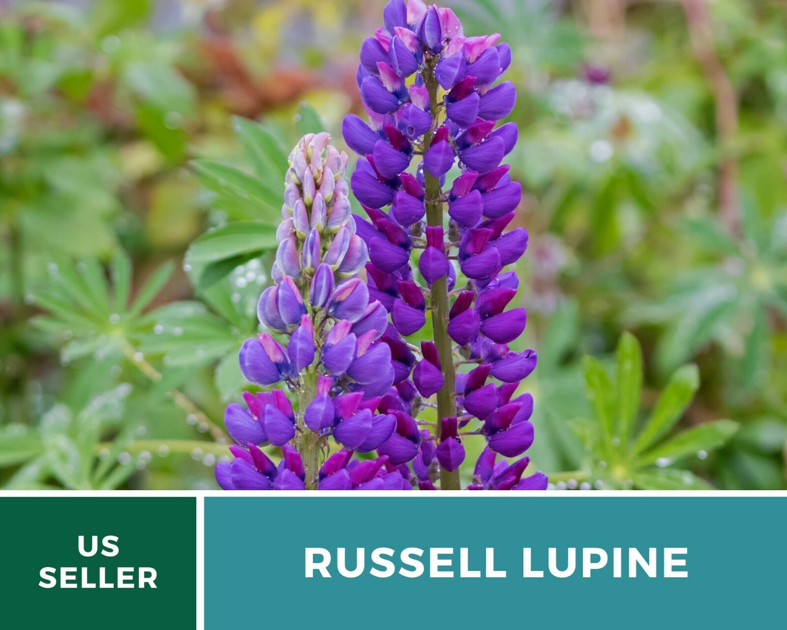 Lupine, Russell – 50 Seeds – Pollinator & Hummingbird Friendly – Sow in Fall or