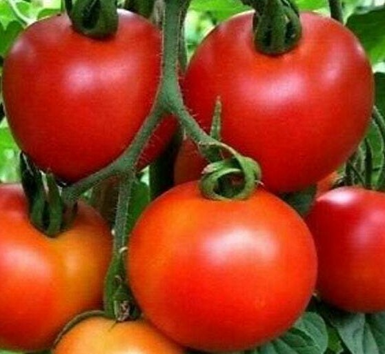 MONEYMAKER TOMATO SEEDS 100+ INDETERMINATE vegetable GARDEN sauce FREE SHIPPING