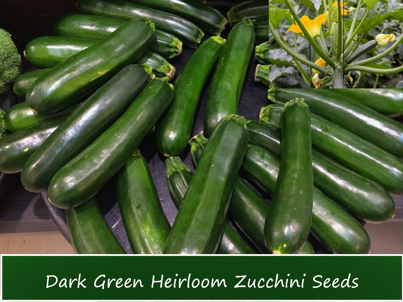 Vegetable Seeds-Zucchini Dark Green Squash – 20 Heirloom Seeds – Great Taste