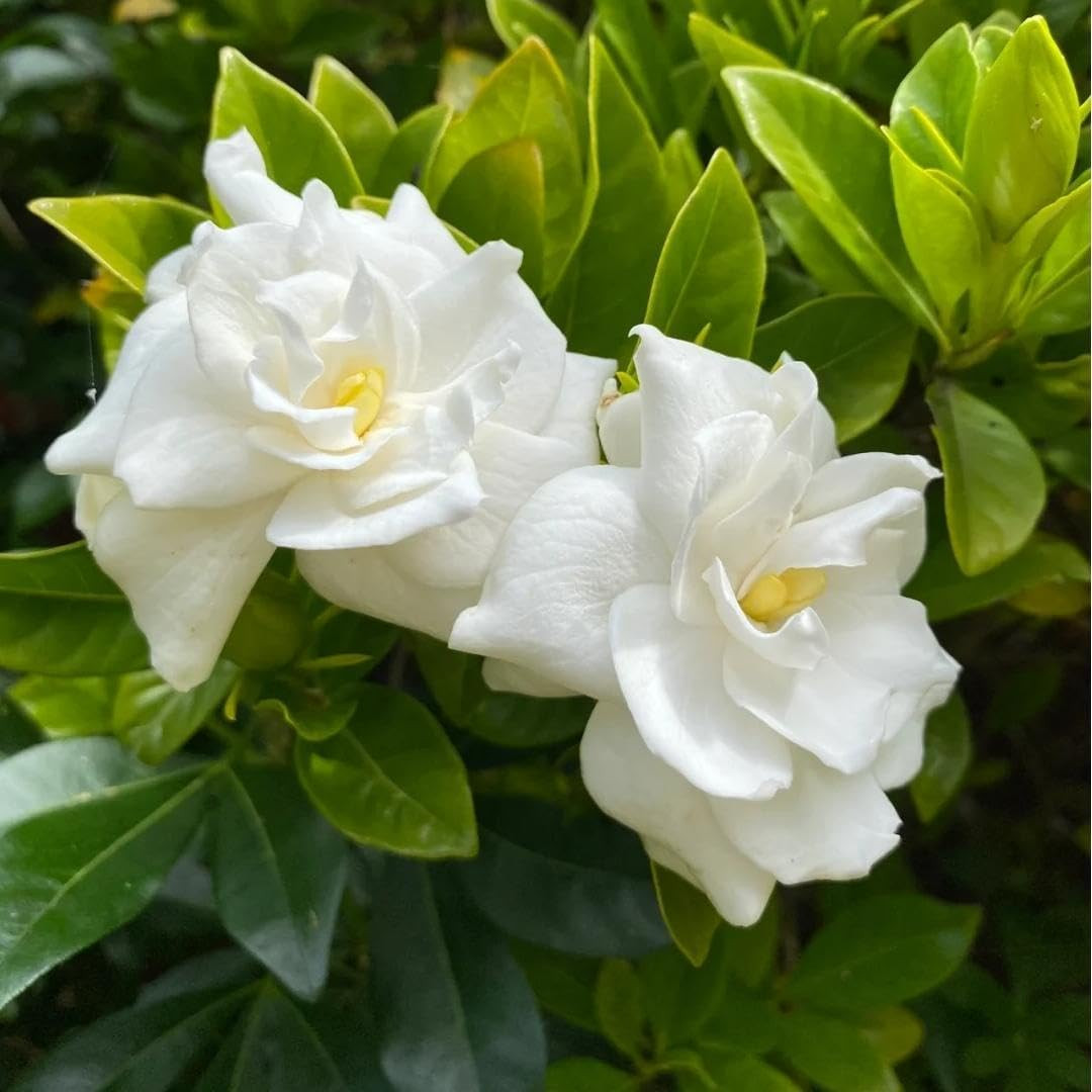 200 Gardenia Seeds (Gardenia Jasminoides) – Non-Gmo Perennial Evergreen, Highly