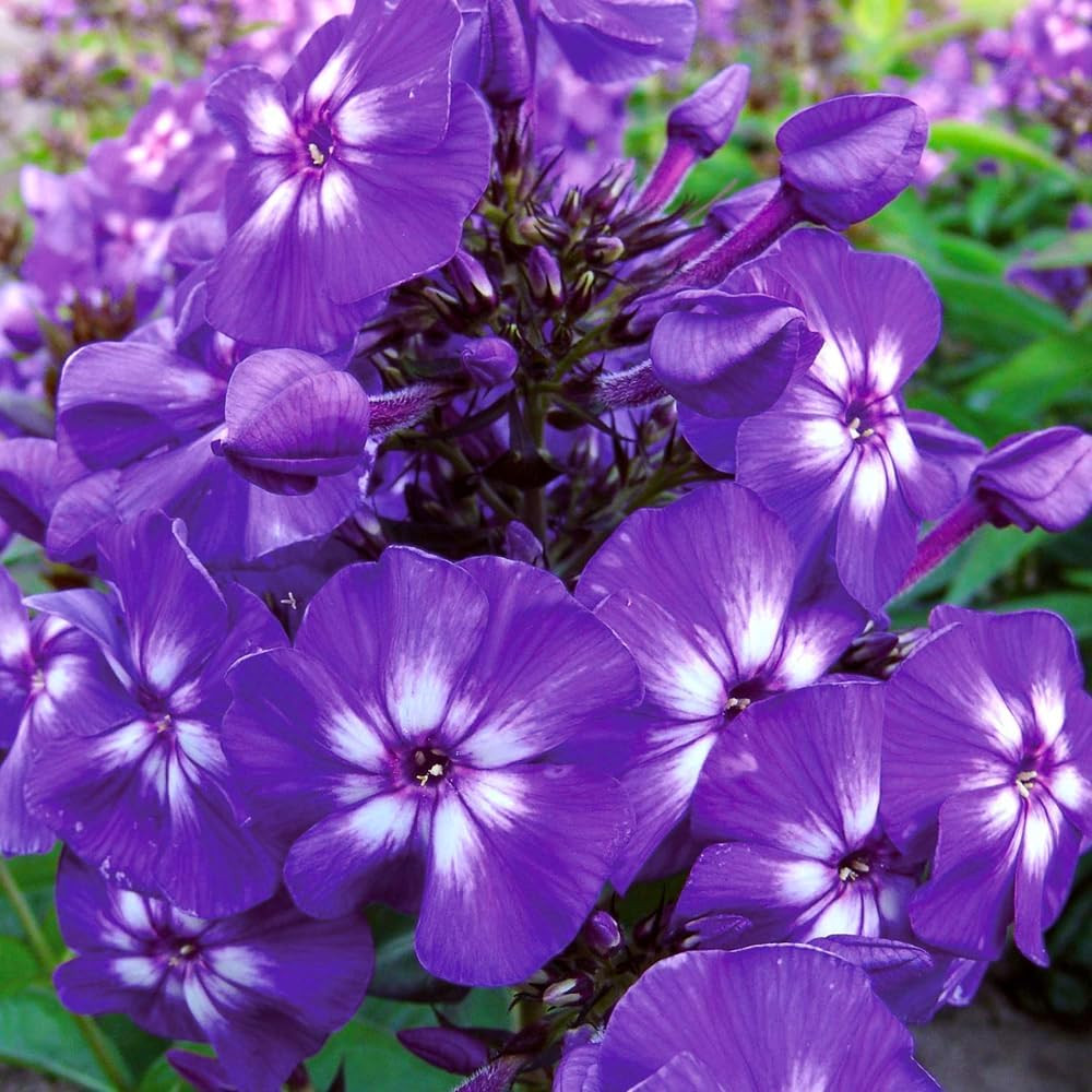 10007+ Creeping Mixed Phlox Seeds for Planting,Bright Perennial Creeping Phlox S