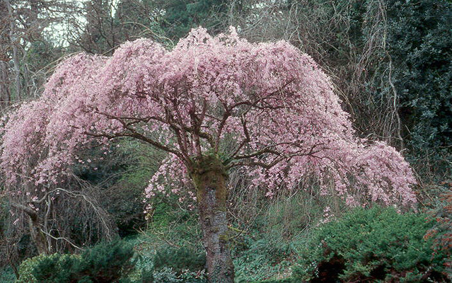 Weeping Higan Cherry, Prunus subhirtella pendula, Tree Seeds