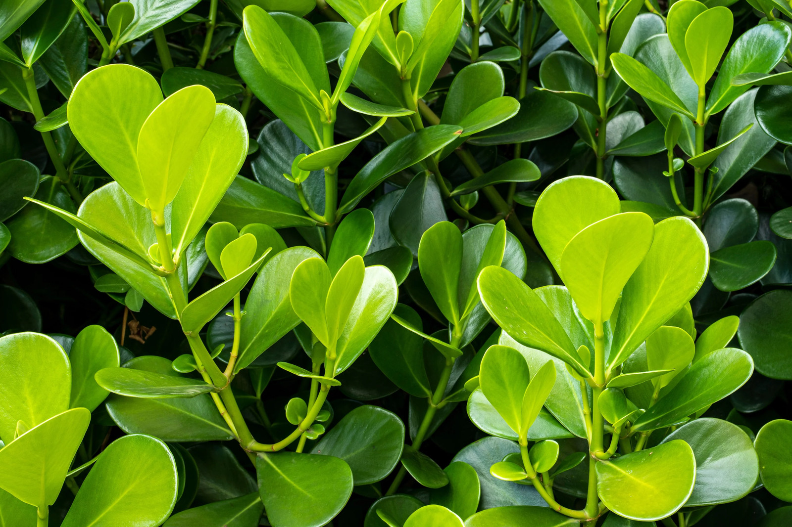 40 LITTLELEAF BOXWOOD Korean Buxus Microphylla Koreana Shrub Seeds