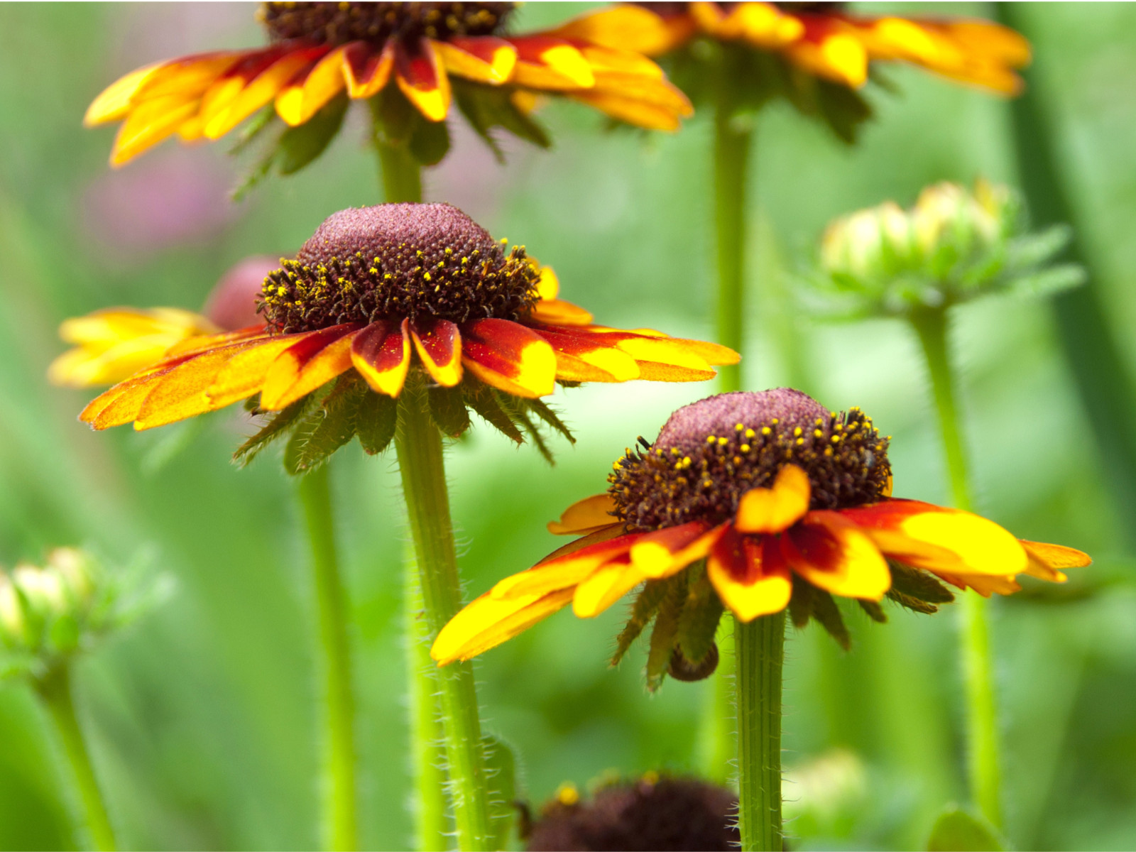 100 Seeds| Gloriosa Daisy Seeds #N005