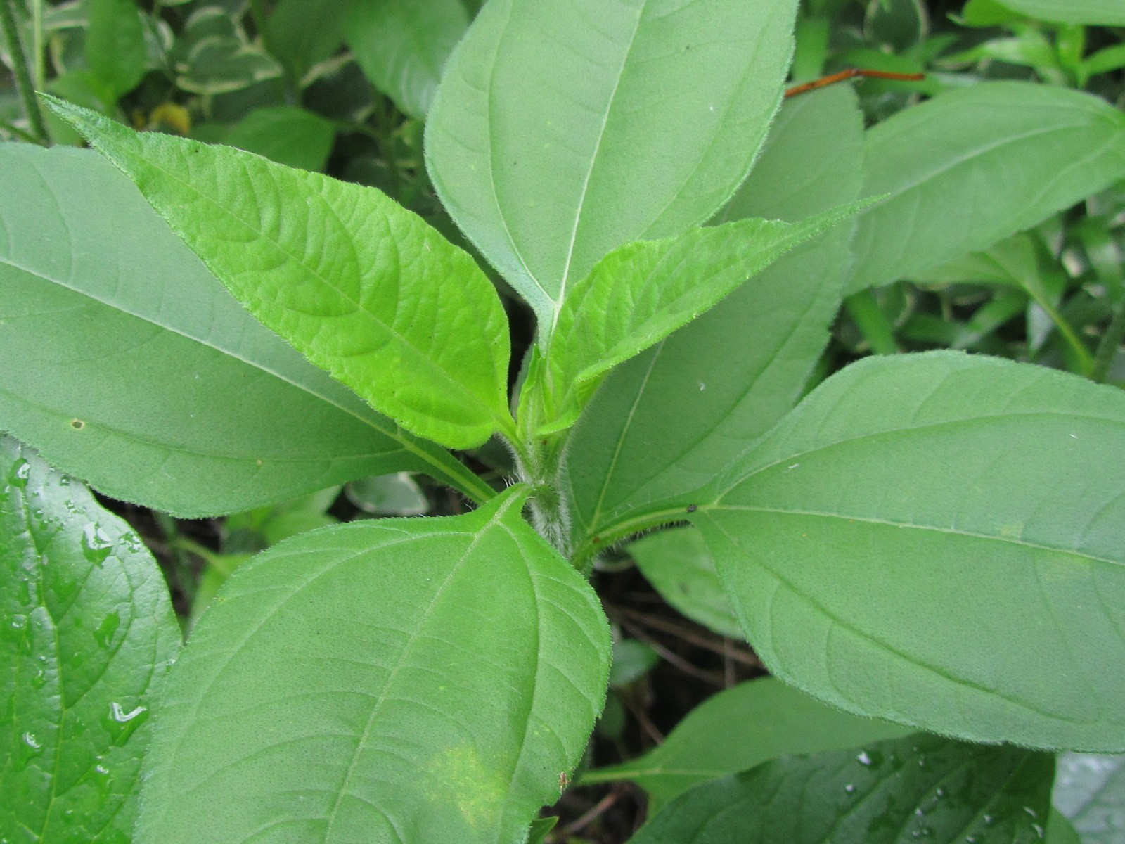 15+Fresh Leaves Jerusalem Artichoke Helianthus tubersosus, Earth Apple Sunchoke
