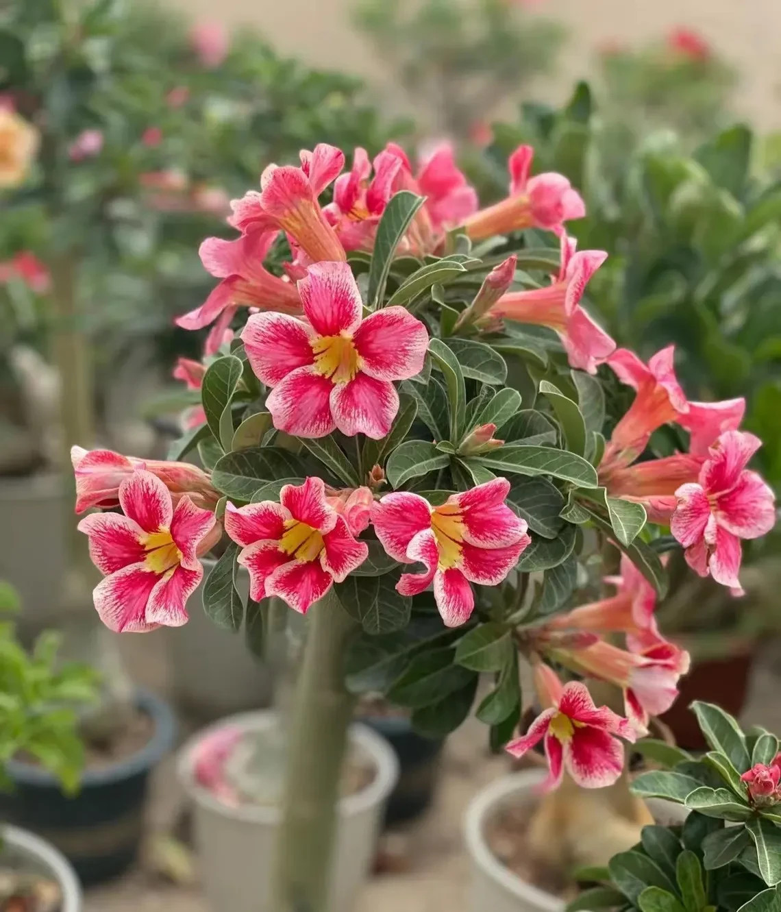 5Pcs Rare Desert Rose Seeds Garden Flower Decor-seed