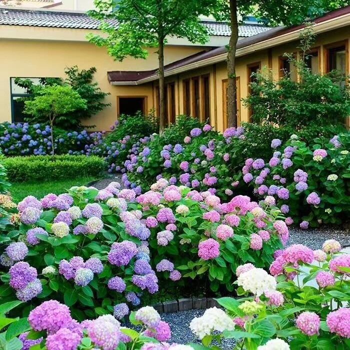 20 HYDRANGEA FLOWER SEEDS rare exotic ball bloom plant garden bush germination