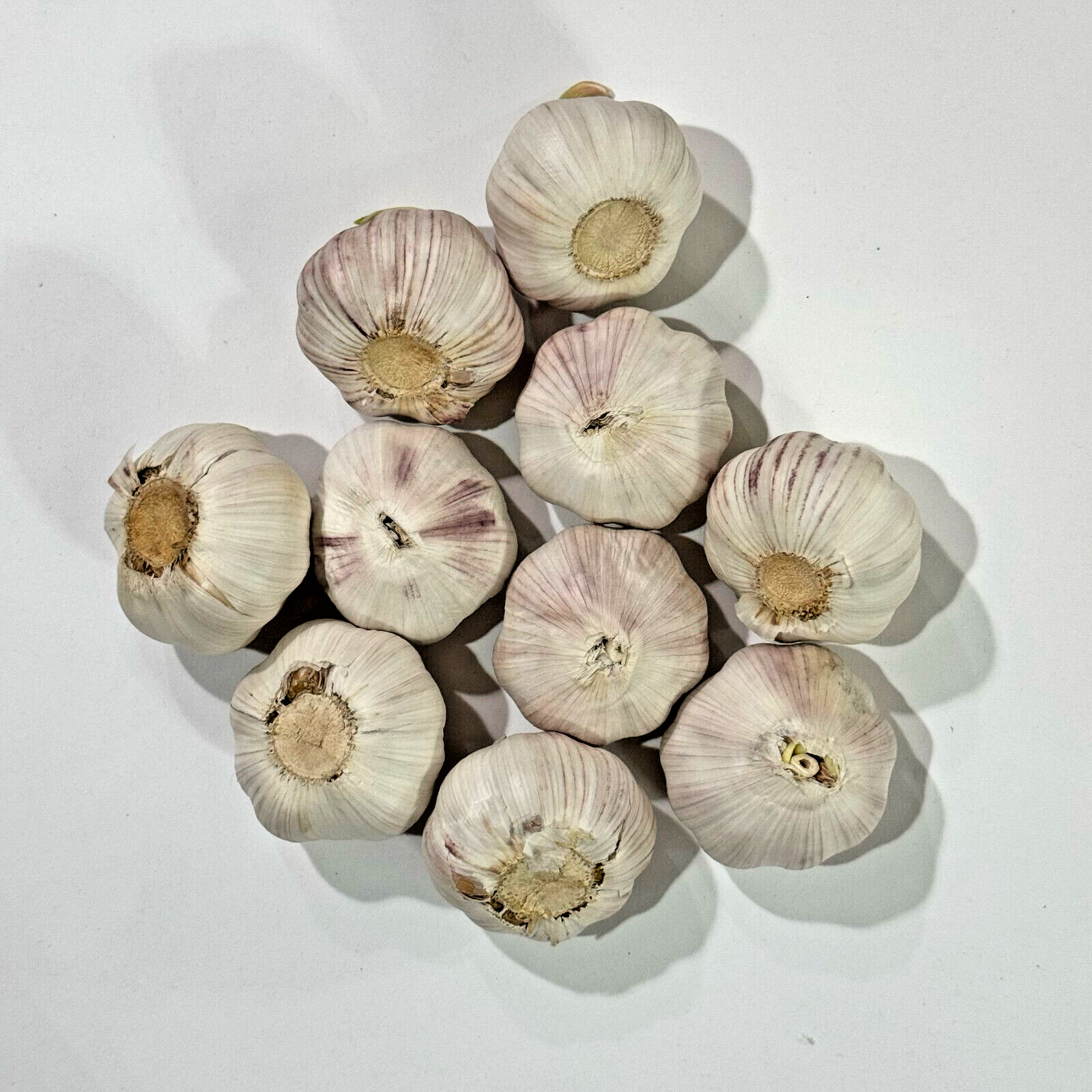 Heirloom Hardneck Music Seed GARLIC 1/2 – 10lbs Fresh Organic Bulbs – Plant/Cook
