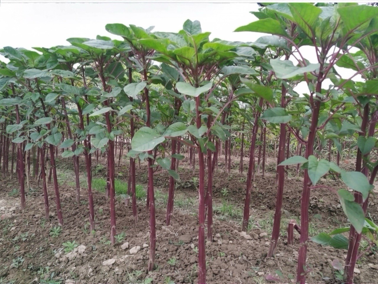 Stem Amaranth ( Data Shak ) – Red Army Long Light Red Asian Spinach seeds