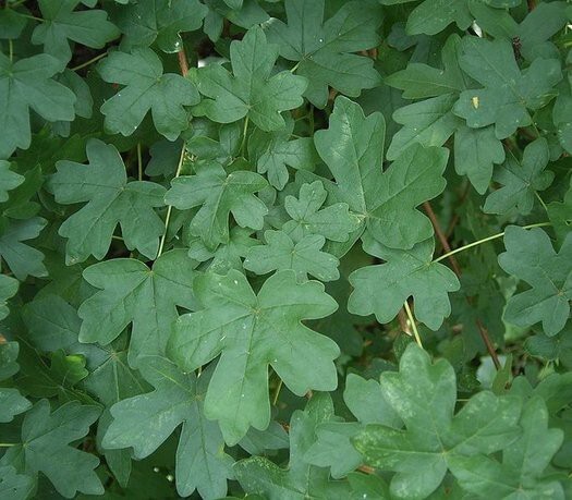 Field Maple Tree | Premium Seeds | Acer campestre ‘Summer’ | Plants’®